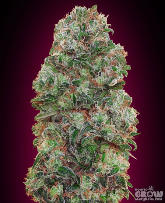 00 Seeds – Bubble Gum Feminized Seeds