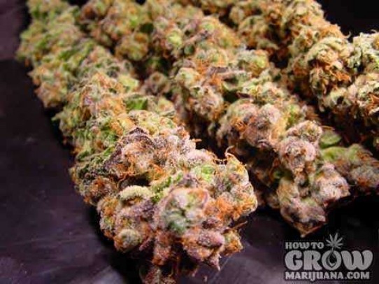 Paradise Seeds – Durga Mata II CBD Seeds