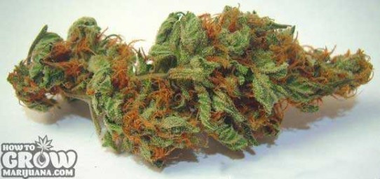 TGA Subcool – Agent Orange Seeds