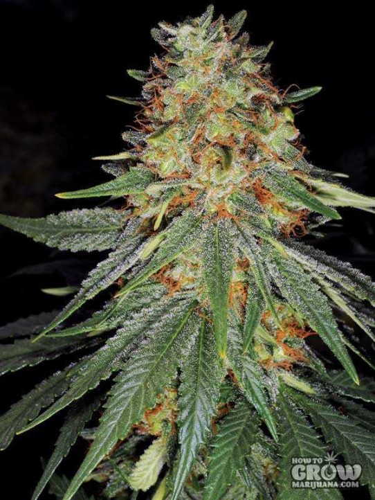 Sannies – Herijuana IBL Feminized Seeds