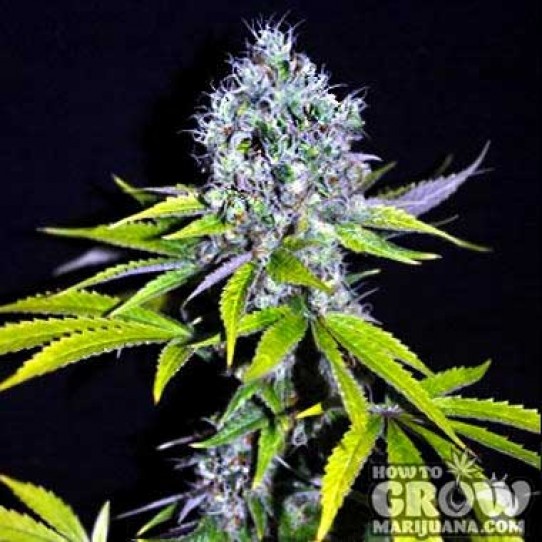 CBD Crew – CBD Yummy Seeds