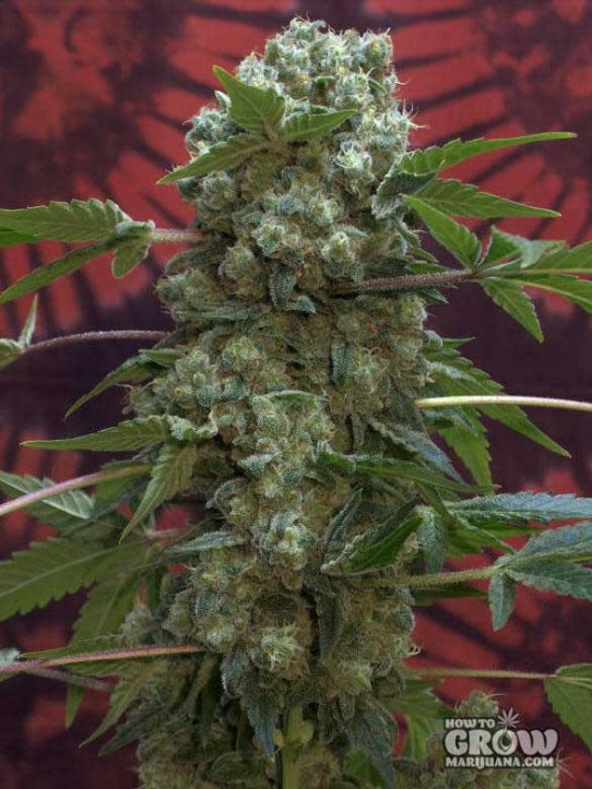 AK Seeds – We Review ALL – AK47, AK48, AK49, Serious, Royal, Nirvana, Lowlife etc – Auto, Feminized and Regular