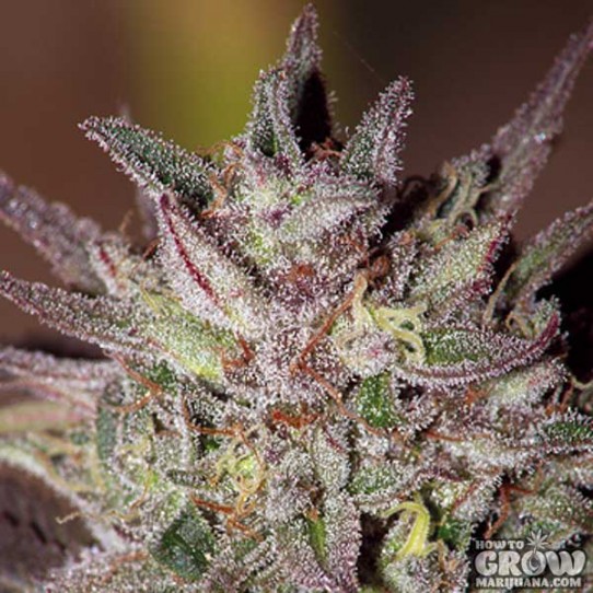 Barneys – CBD Critical Cure Seeds