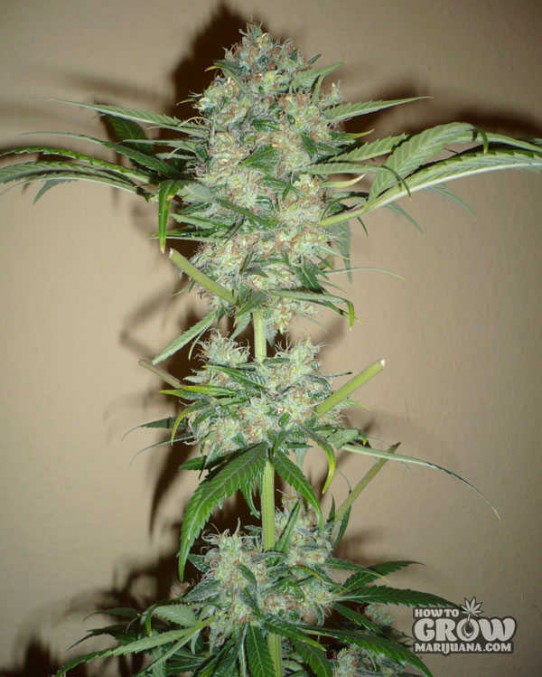 Dutch Passion – Super Haze Feminized Seeds