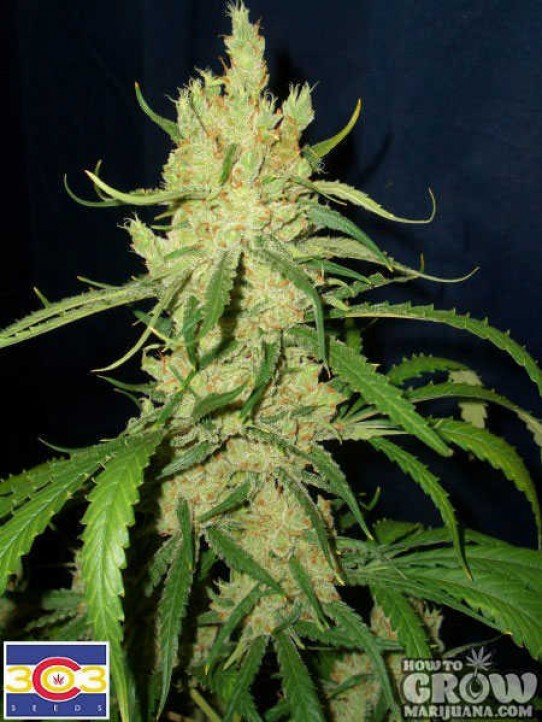 303 – Bear Dance Marijuana Seeds