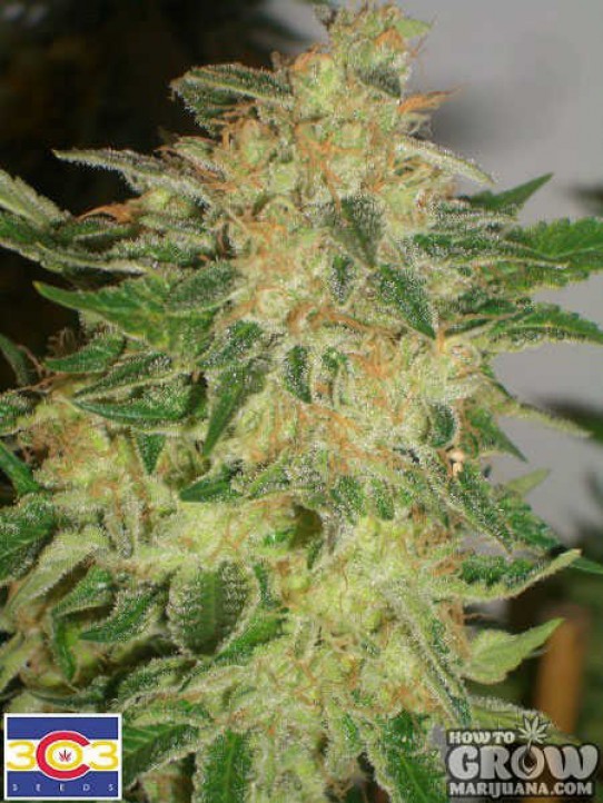 303 – Bio-Chem Marijuana Seeds