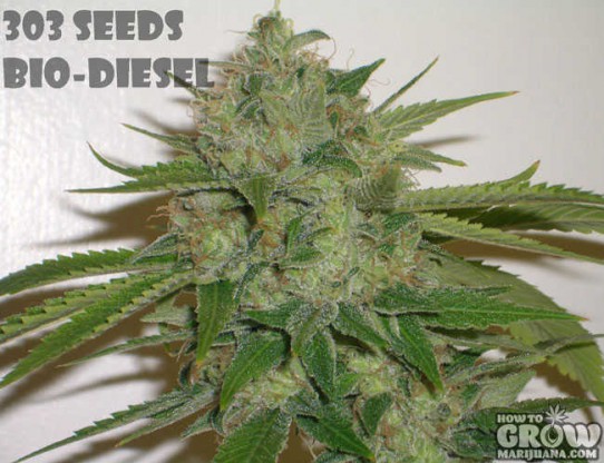 303 – Bio-Diesel Marijuana Seeds