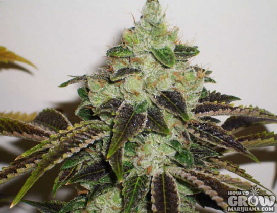 303 – Jet Fuel ‘G6’ Marijuana Seeds