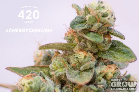 420 Cherry – OG Kush Seeds