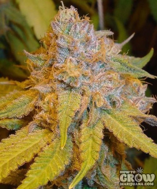 420 Seeds – Grape Ape Seeds