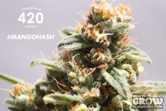 420 – Mango Hash Seeds