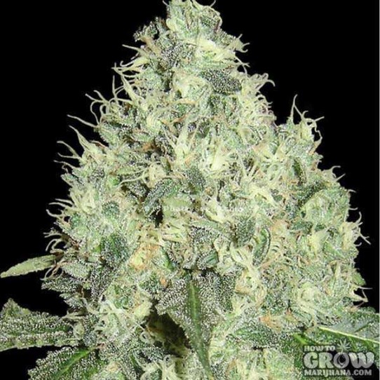 DNA Genetics – 91 Krypt Feminized Seeds