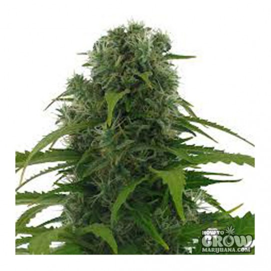 AC Genetics – Rapid Afghan Autoflowering Feminized Seeds