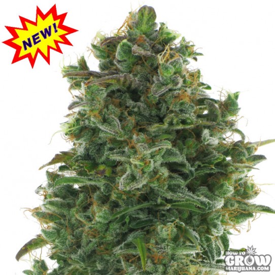 AC Genetics – Turbo Jack Feminized Seeds