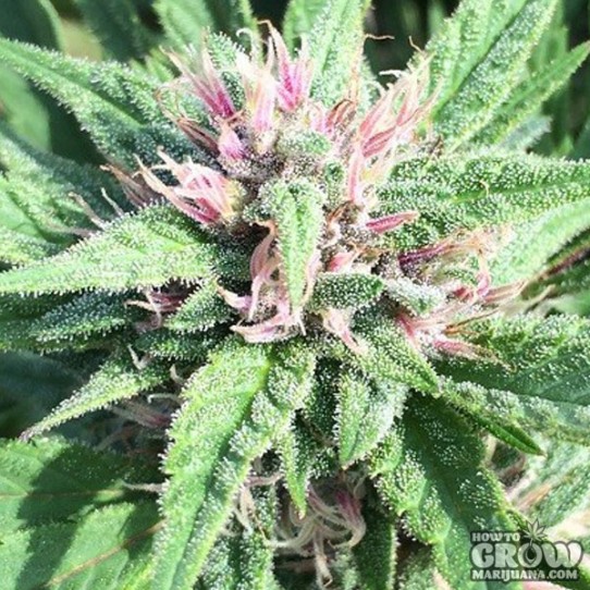 ACE – Early Bubba Hash Feminized Seeds