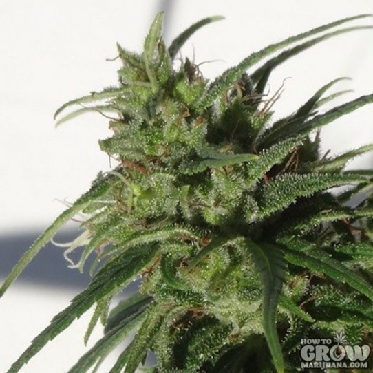 ACE – Ethiopian Seeds