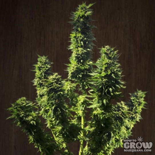 ACE – Fatty Bubba Feminized Seeds