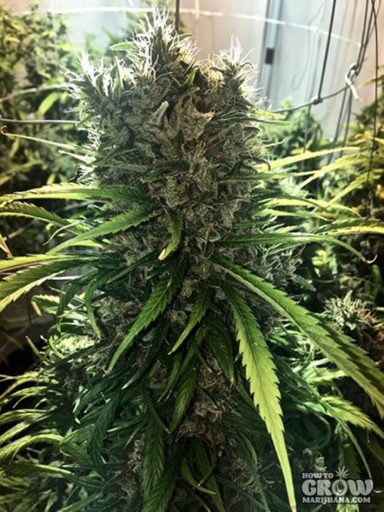 ACE – Golden Tiger Feminized  Seeds