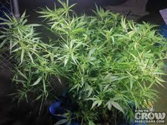 ACE – Green Haze X Malawi Seeds