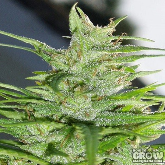 ACE Guawi Feminized Seeds