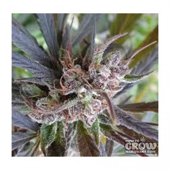 ACE Haze X Kali China Feminized Seeds