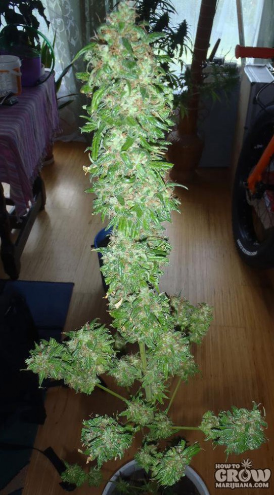 ACE Kali China Feminized Seeds