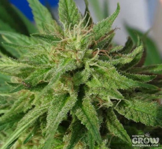 ACE Kali China X Orient Express Feminized Seeds