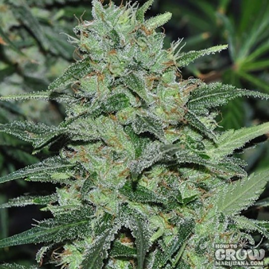 ACE – Malawi Feminized Seeds