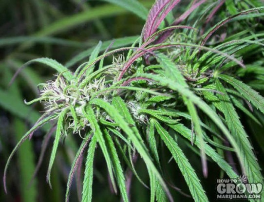 ACE – Oldtimers Haze Seeds