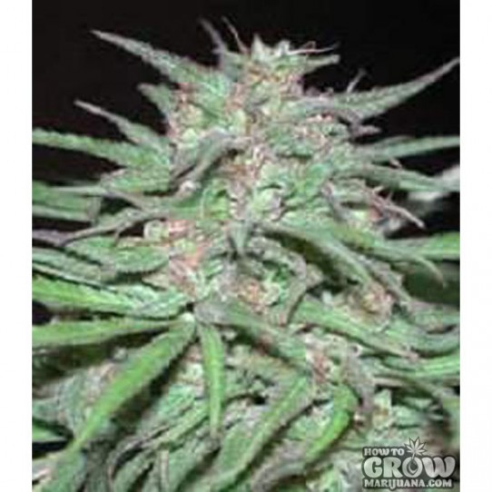 ACE – Orient Express Feminized  Seeds