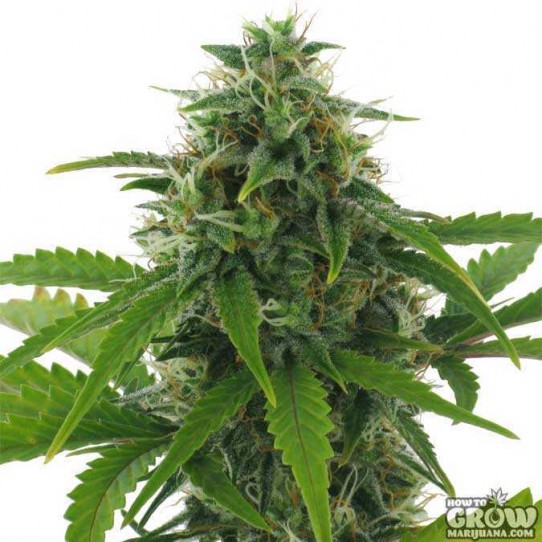 AC Genetics – Fast Haze Seeds