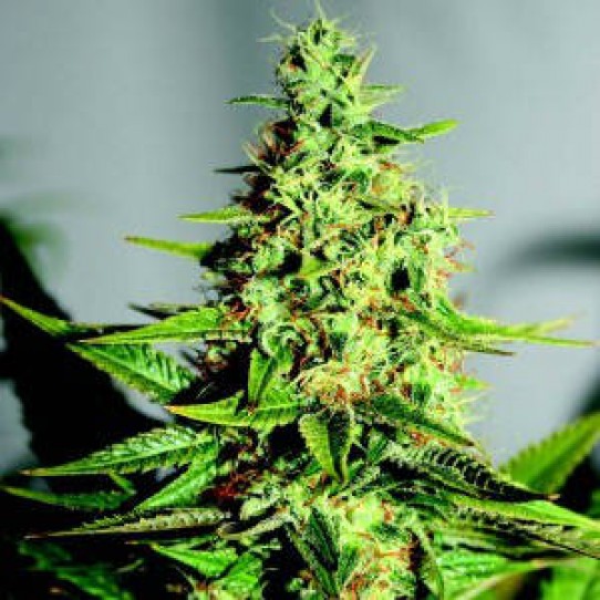 Acapulco Gold Weed Seeds