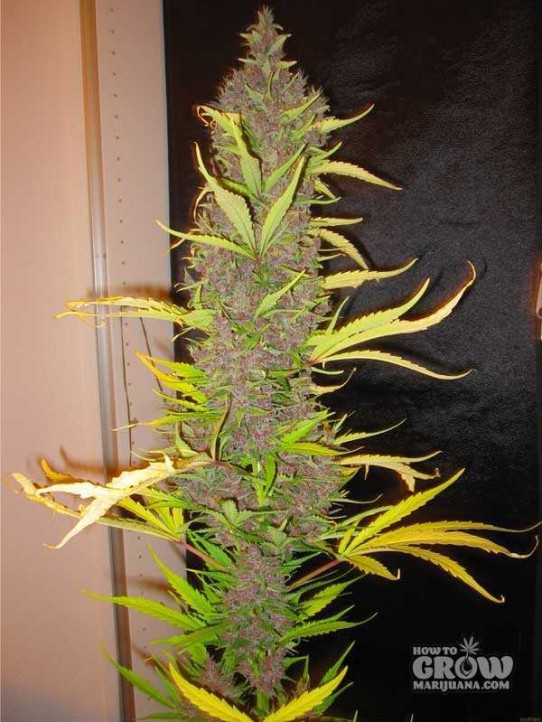 Ace – Congo Feminized Seeds