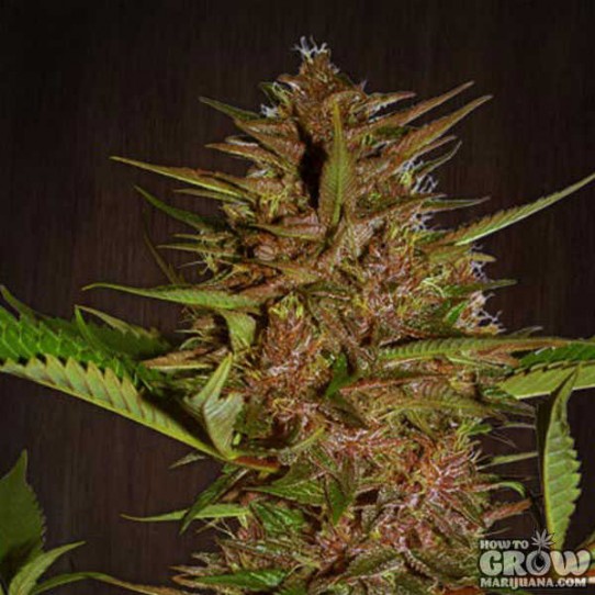 Ace – Pakistan Chitral Kush Seeds