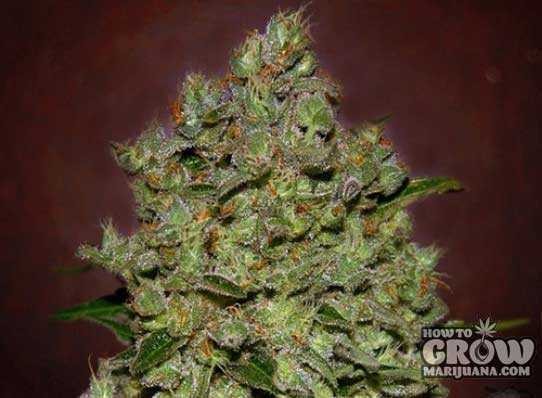 Advanced – Biodiesel Mass Autoflowering Feminized Seeds