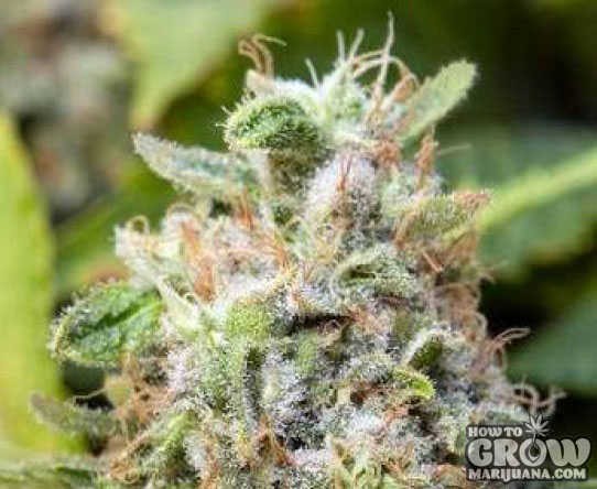 Advanced – Critical Feminized Marijuana Seeds