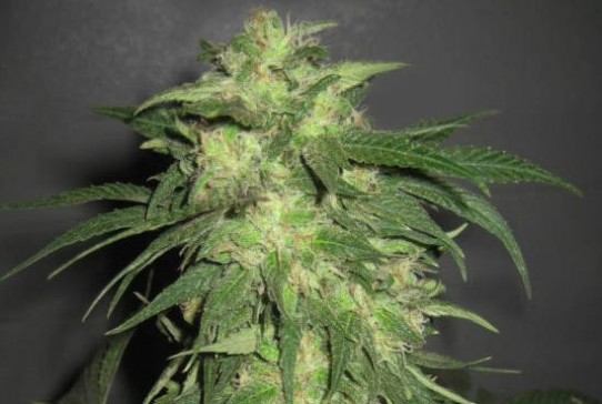 Advanced Ice Kush Feminized Seeds