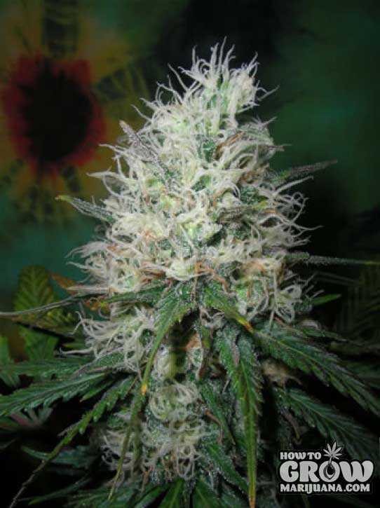 British Columbia – Afghan Dream Automatic Seeds