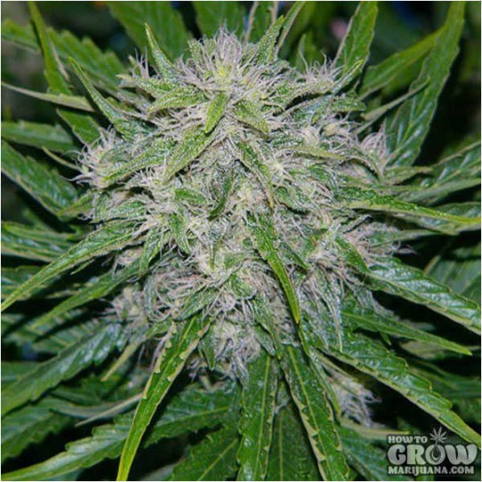 Aficianado – Chitral Mass Feminized Seeds