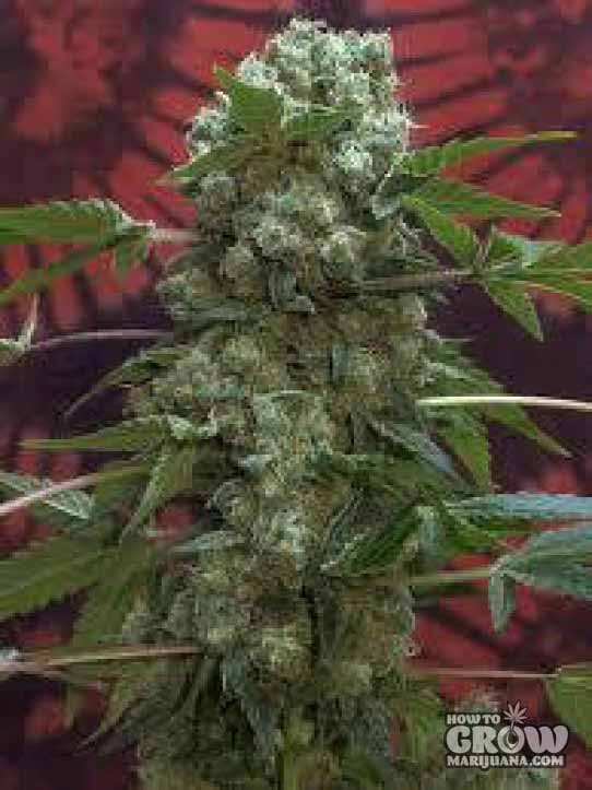 Seedsman – African Buzz Seeds