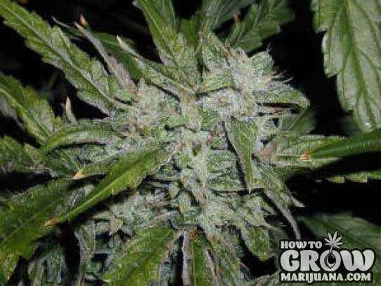 Green House – Alaskan Ice Feminized Seeds