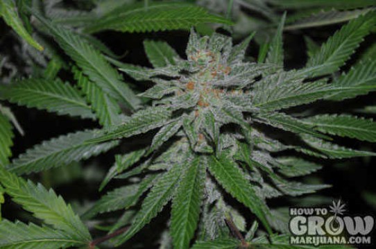 All Star Genetics – King Kong Feminized Seeds