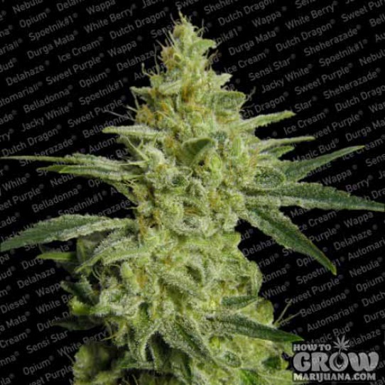 Paradise – Allkush Seeds