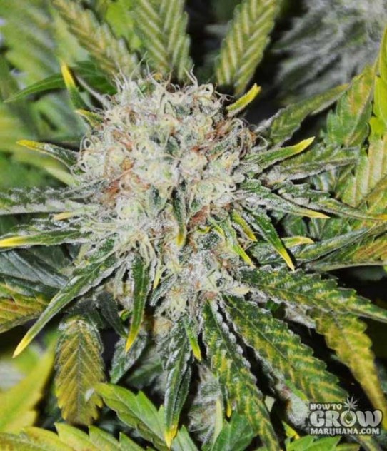 Barney’s – Amnesia Haze Seeds