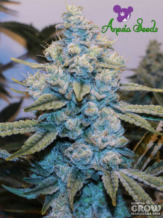 Anesia – Gorilla Glue #4 Feminized Seeds