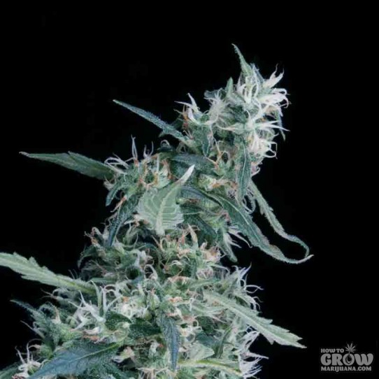 Greenhouse – Arjan’s Ultra Haze Feminized Seeds