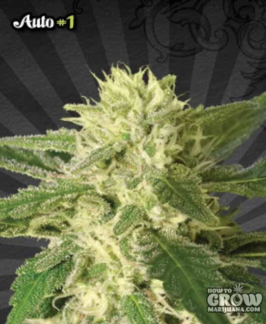 Auto – Auto #1 Feminized Seeds