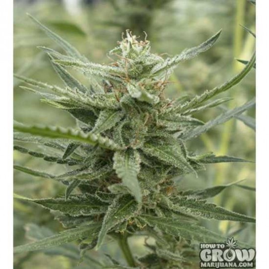 710 Genetics – Auto AK-107 Autoflowering Feminized Seeds