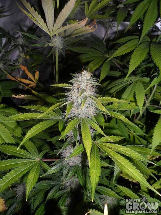 00 Seeds – Auto Afghan Mass Seeds