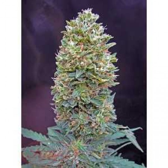 00 Seeds – Auto Bubble Gum Seeds